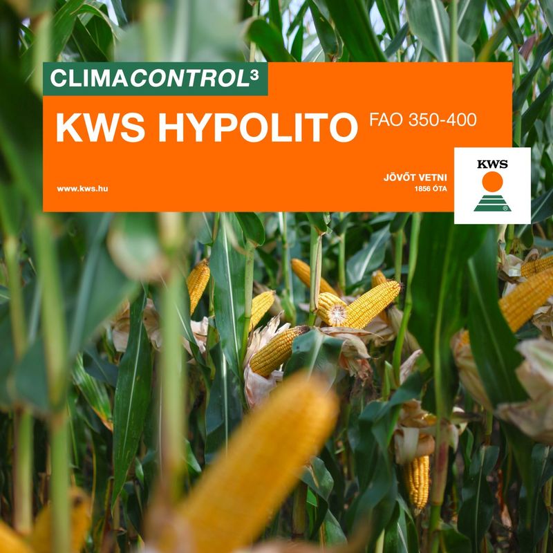 KWS Hypolito FAO 360-390
