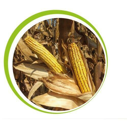 Kiskun 4368 Alap csávázással FAO 360 70e.sz/zsák