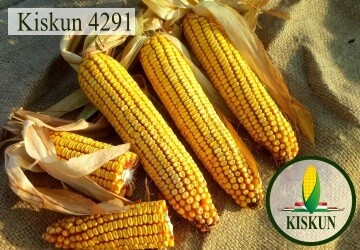 Kiskun 4291 Alap csávázással FAO 300 70e.sz/zsák