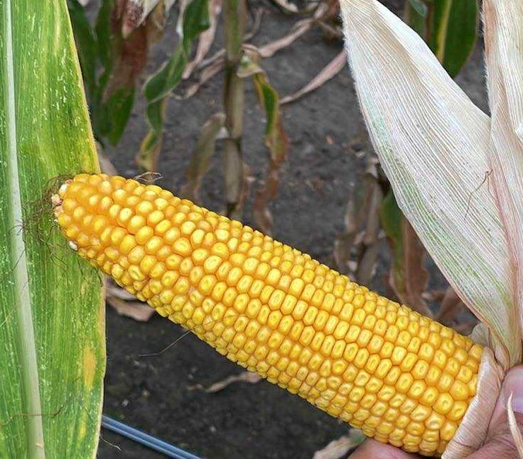 Pannon Genetic RF 210 FAO 200 70e.szem/zsák 100 napos kukorica