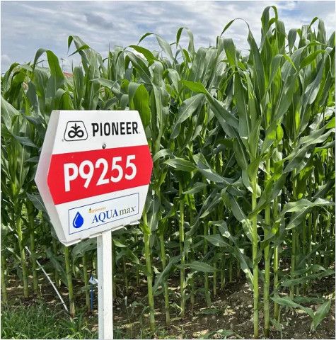 P9255 FAO 320