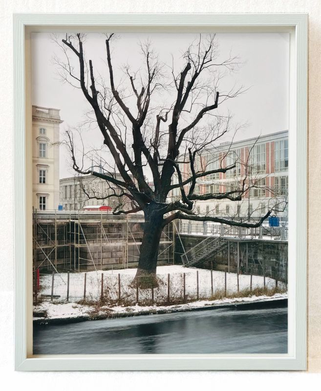 Die Eiche vom Schlossplatz Berlin, Photo-Edition, framed 24x30 cm, free shipping