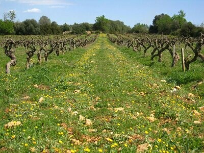 Terra de Falanis