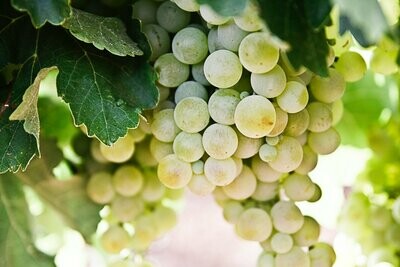 Pinot Gris