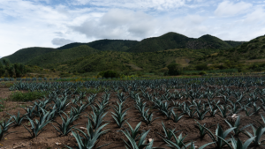 Mezcal