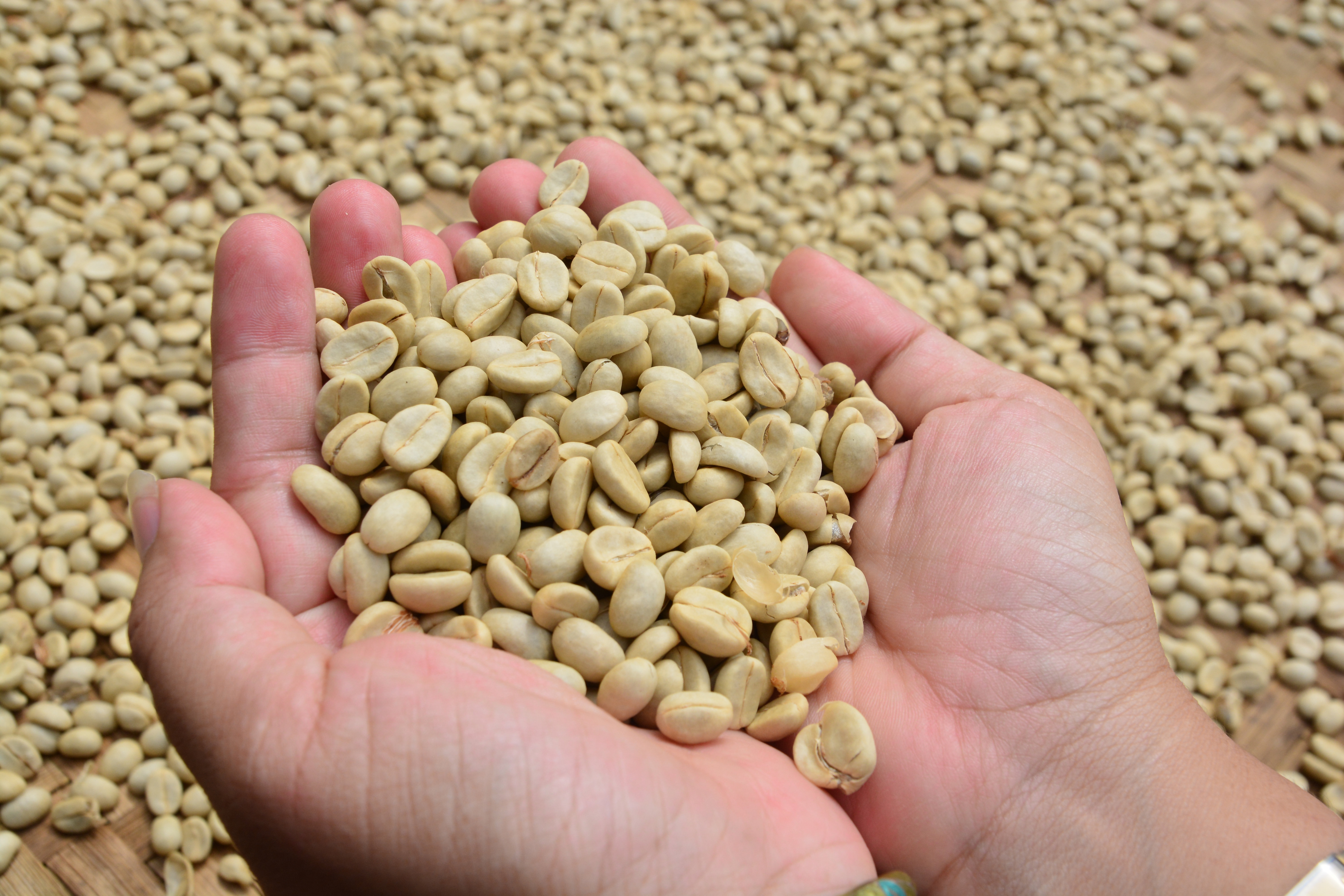 White coffee beans deals