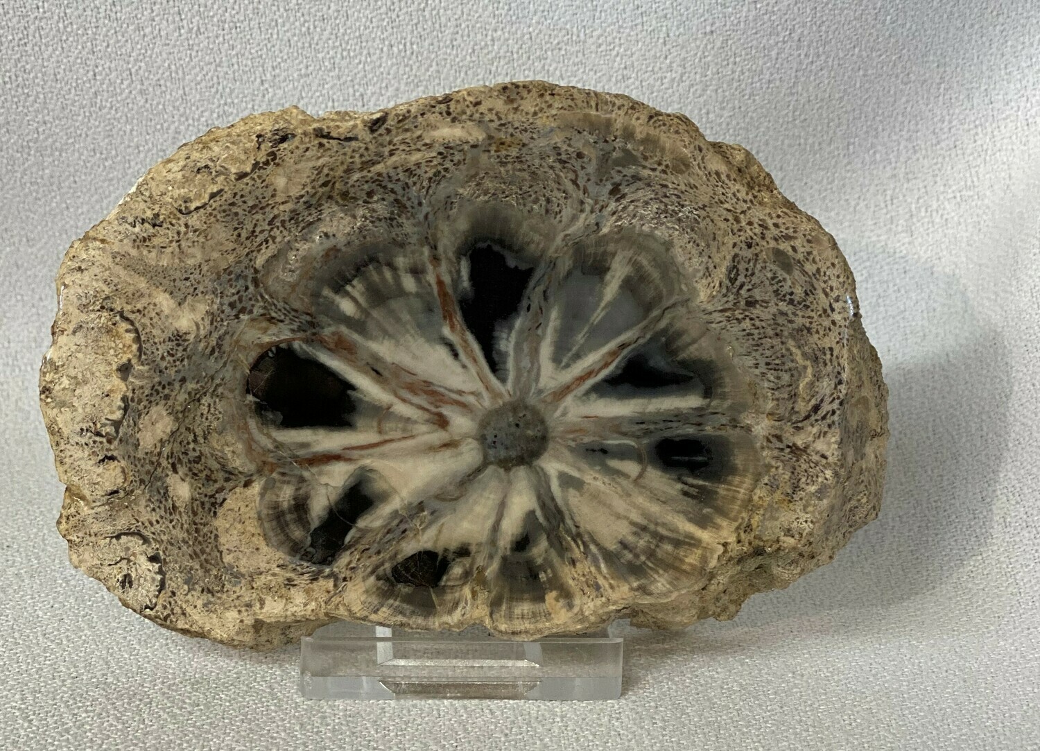 Rare Hermanophyton Specimen
