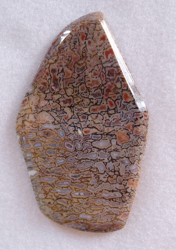 Unusual multicolor dinosaur bone cabachon
