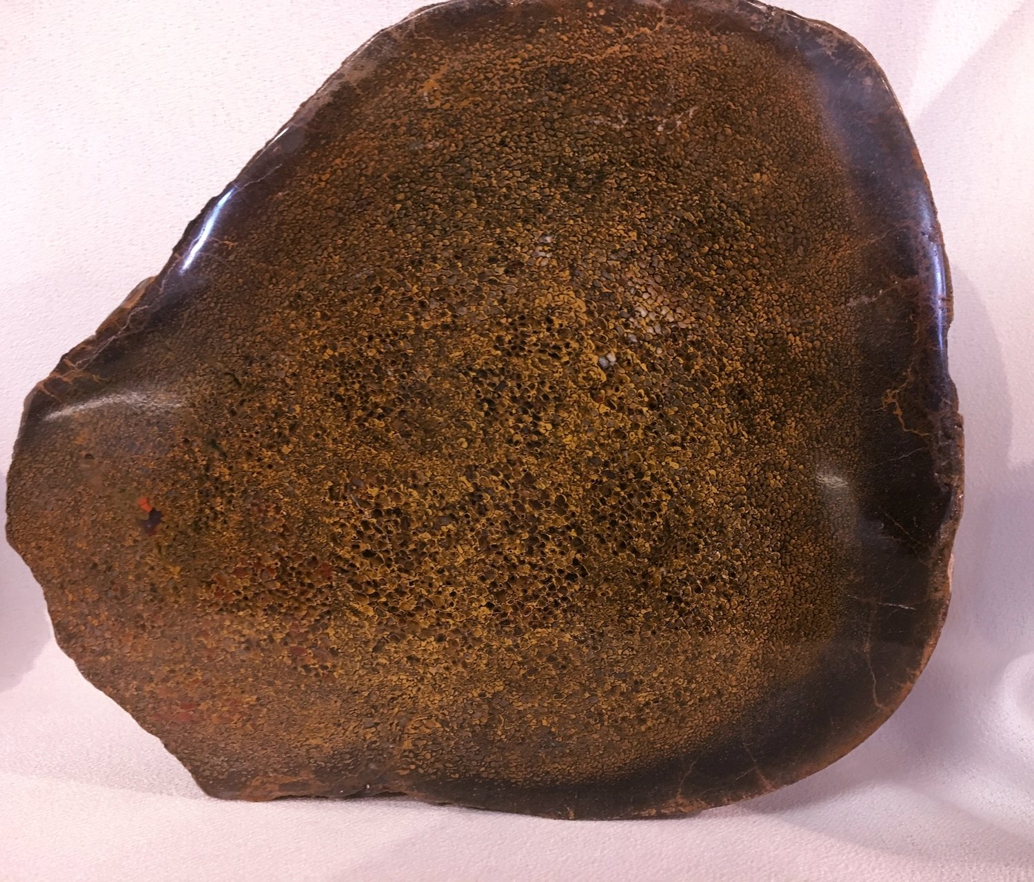 SOLD! Yellow and Burgundy spot polished gem dino bone specimen