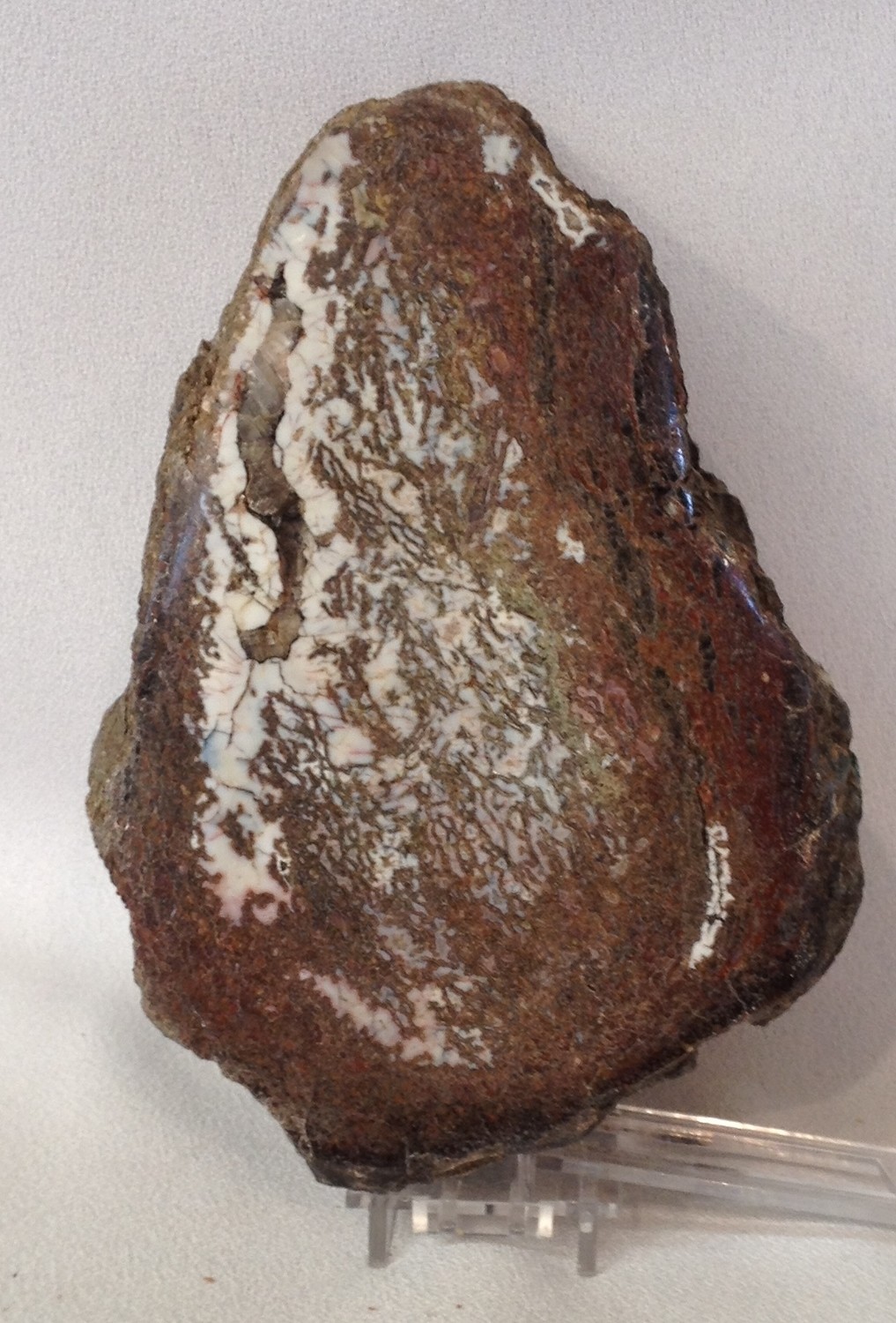 SOLD! White, brown and black face polished dino bone specimen