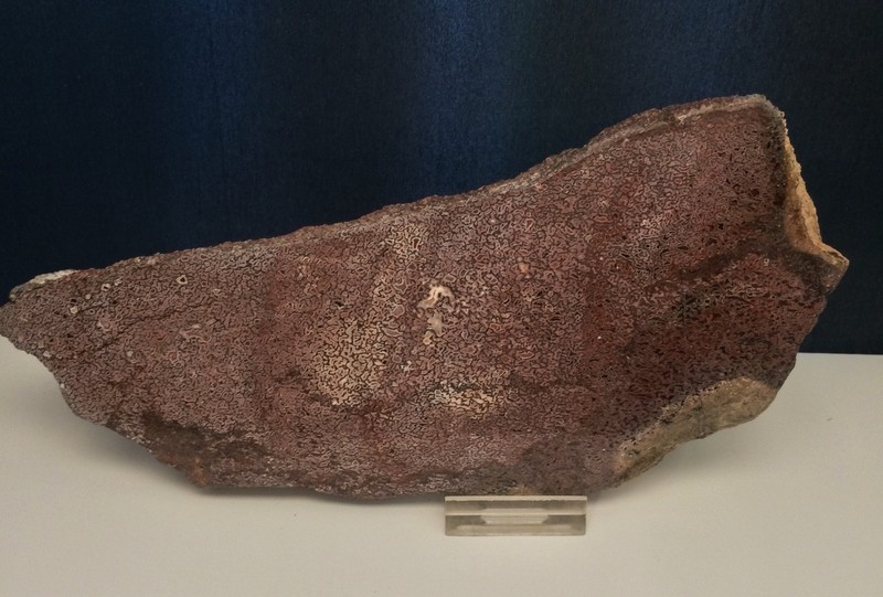 Stunning pink gem bone specimen