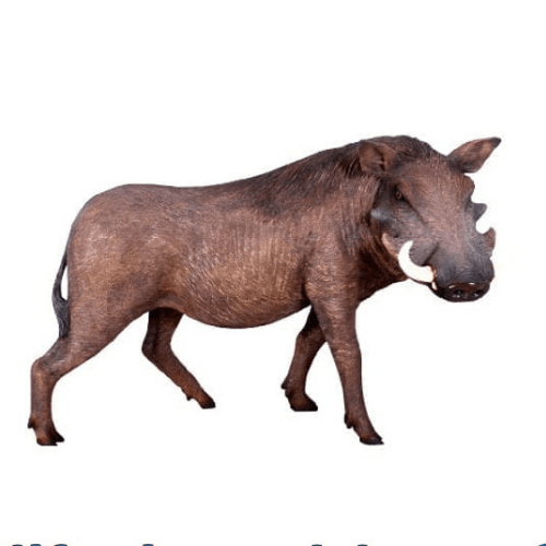 African Warthog