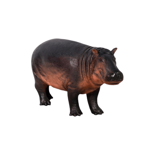 Baby Hippopotamus