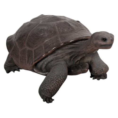 Galapagos Tortoise