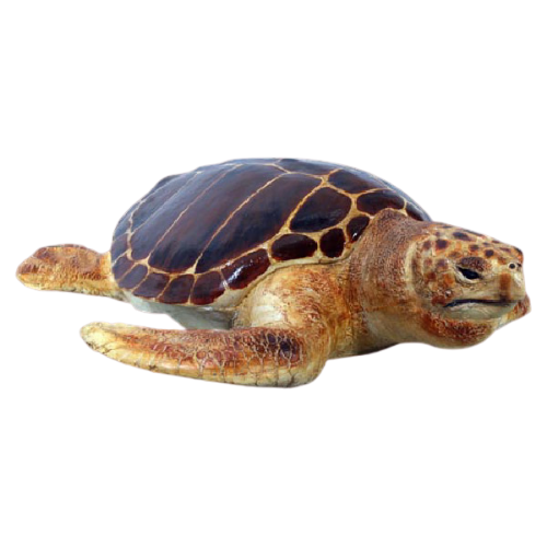Loggerhead Turtle Statue