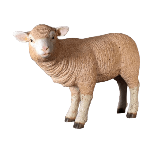 Merino Lamb Standing