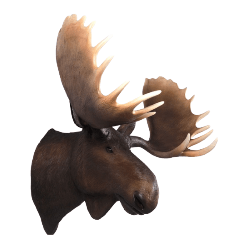 Moose Head Model