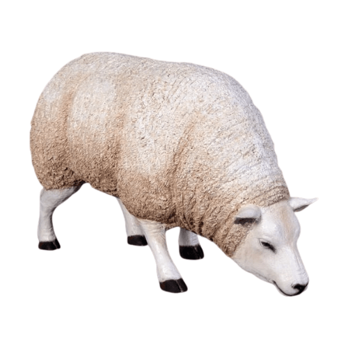 Texelaar Sheep Head Down