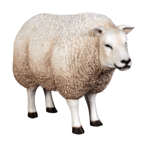 Texelaar Sheep Head Up