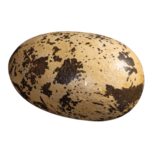 Theropod Egg 9"