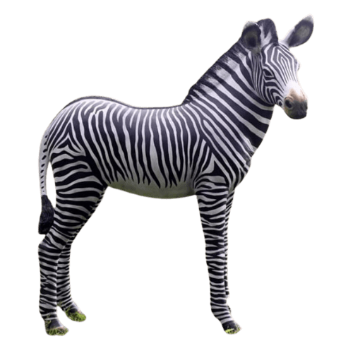 Zebra Foal-Gel Coat