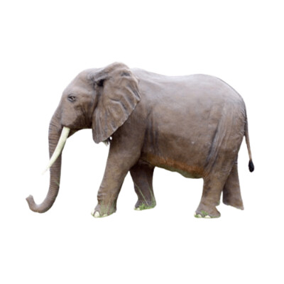 African Elephant-Gel Coat