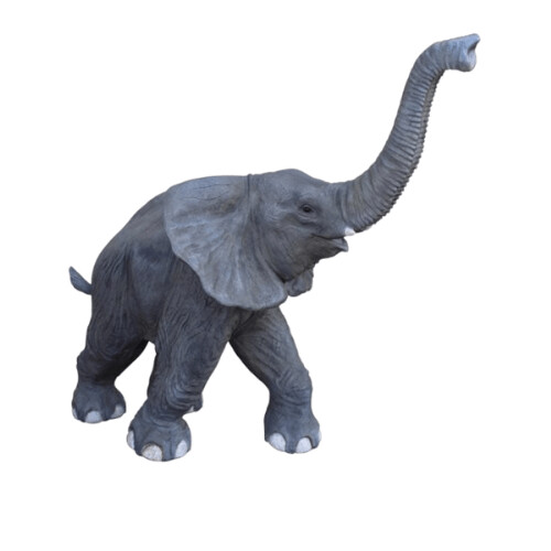 Baby Elephant Walking