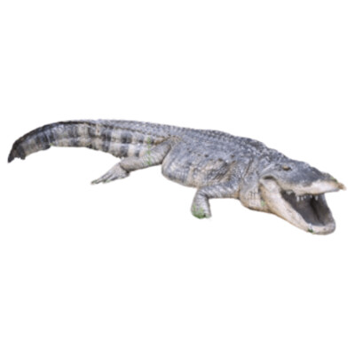 American Alligator 8ft Statue