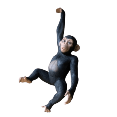 Black Chimp Hanging