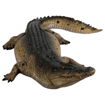 Crocodile 12ft