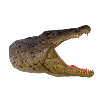 Crocodile Head Model