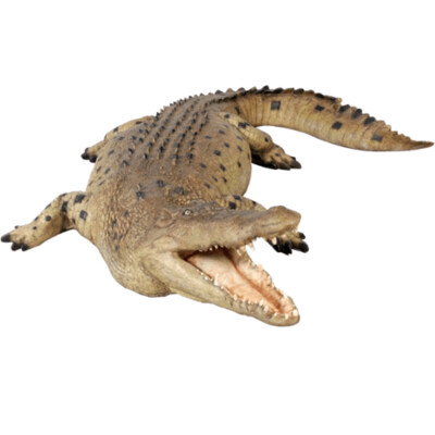 Crocodile Mouth Open 12ft Statue