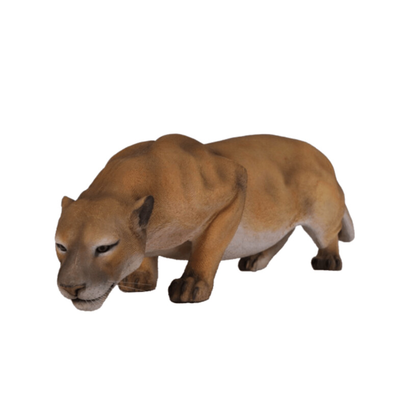 Cougar