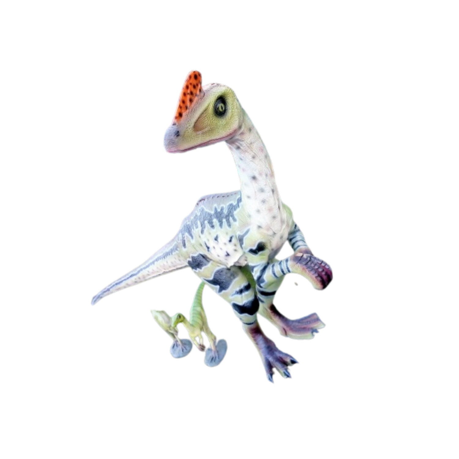 Dilong Paradoxus