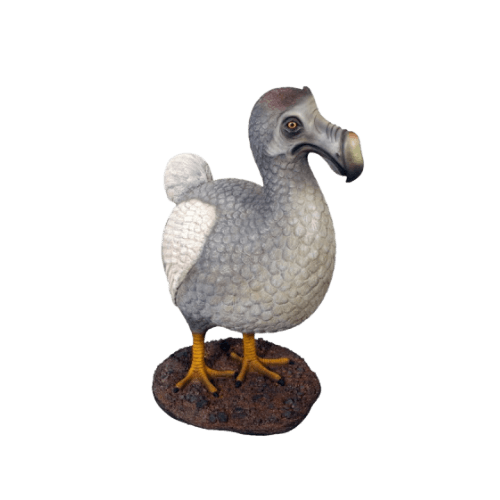 Dodo Model