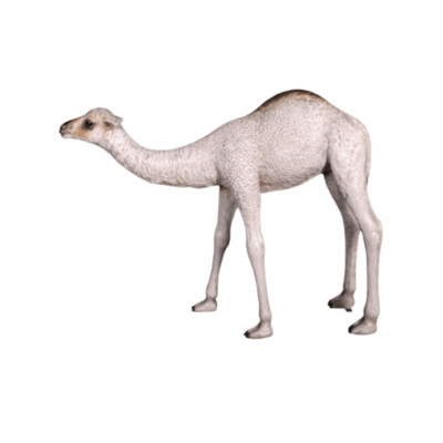 Dromedary Camel Calf