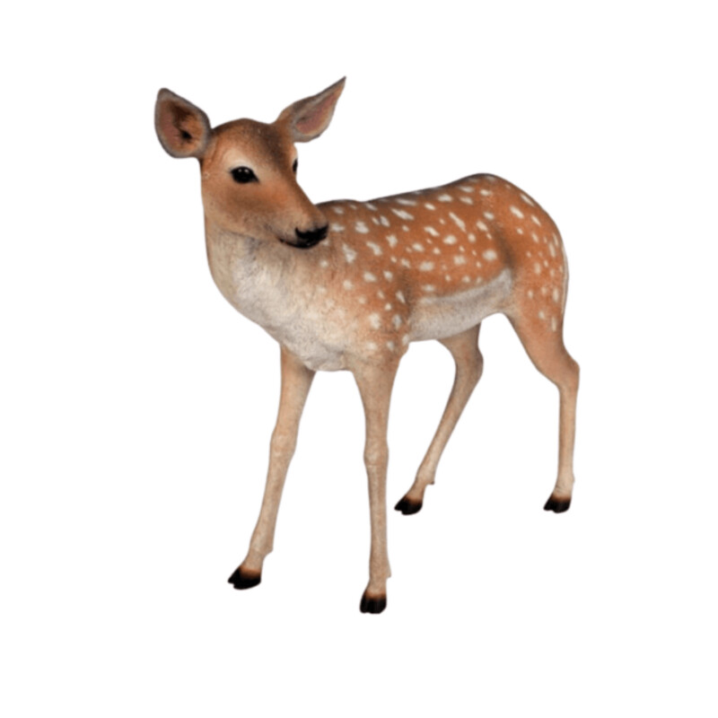Fallow Deer