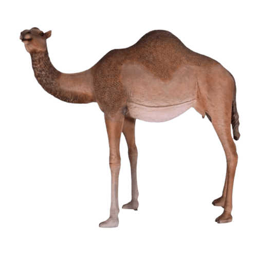 Female Dromedary Camel