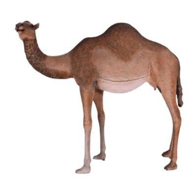 Female Dromedary Camel