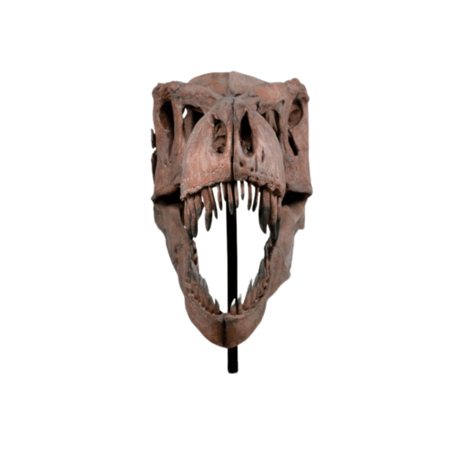 Giant T-Rex Skull-Gel Coat