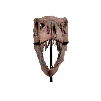 Giant T-Rex Skull