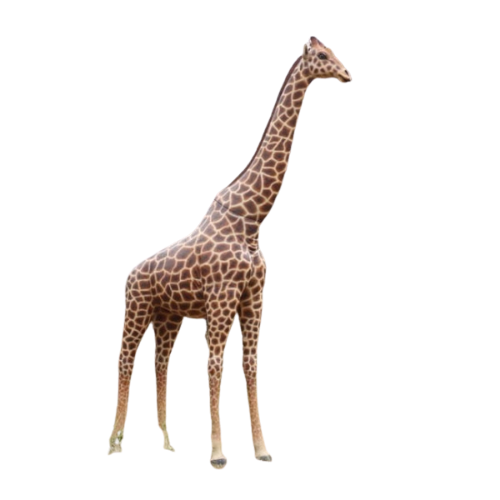 Giraffe 18ft