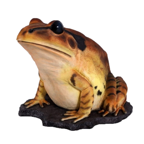 Great Barred Frog