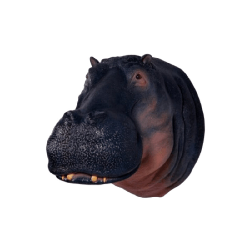 Hippo Head