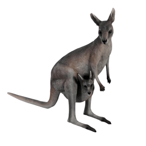 Kangaroo & Joey