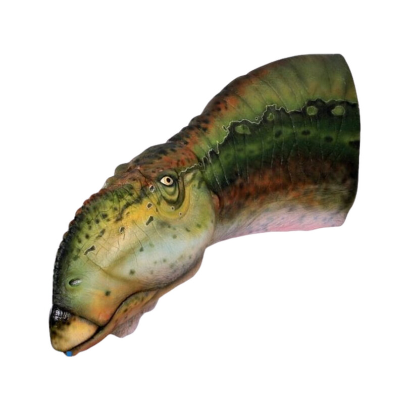 Muttaburrasaurus Head