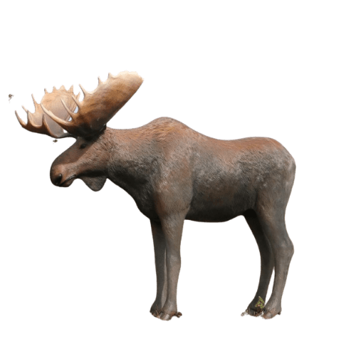 Moose