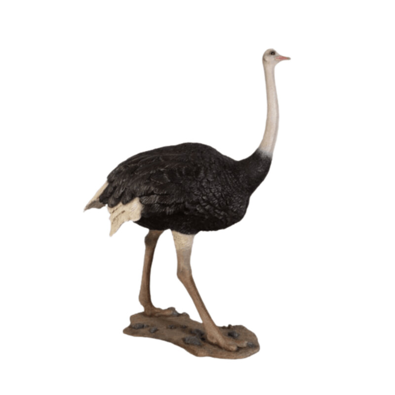 Ostrich