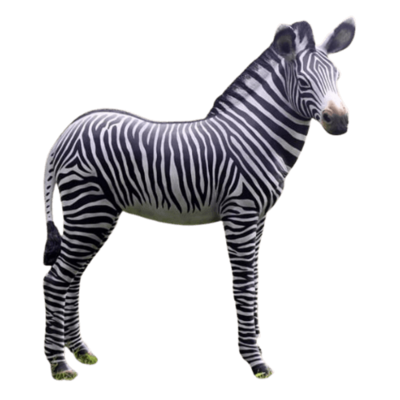 Zebra Foal-Gel Coat