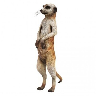 Meerkat
